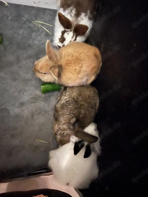 3 baby kaninchen abzugeben alle männlich