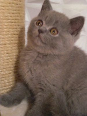 Reinrassige 3 BKH junge Kitten in grau sind eine Schmusekatzen :))