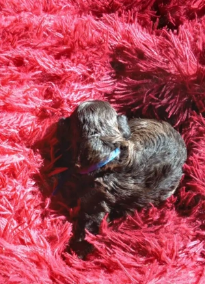 Pudelwelpen zu verkaufen