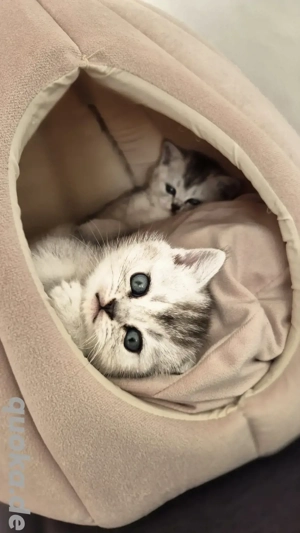 BKH Kitten Abgabebereit 