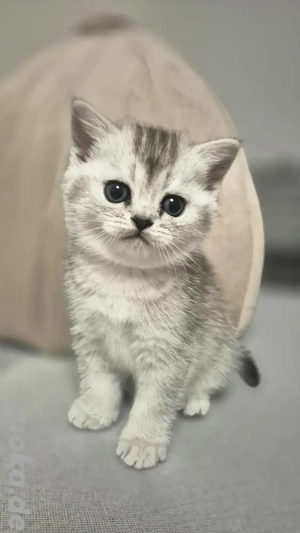 Reinrassiger BKH Kitten bereit für den Umzug! Nur einer übrig geblieben.