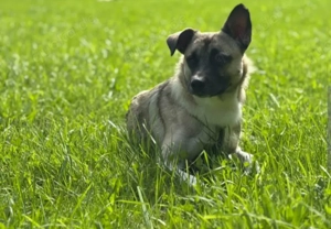 Tiger Lebenslustiger Rüde sucht erfahrenes Zuhause