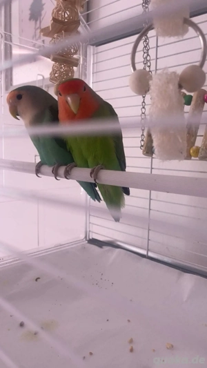 Rosenköpfchen Agaporniden