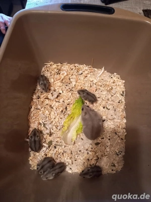 dsungarische Zwerghamster 