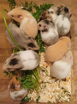 Goldhamster Babys Teddyhamster weiss gold braun schwarz Panda gold