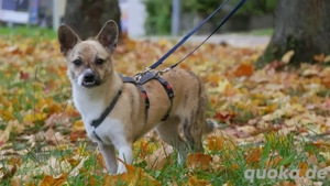 Anouk - das fröhlichste Gaudikipferl