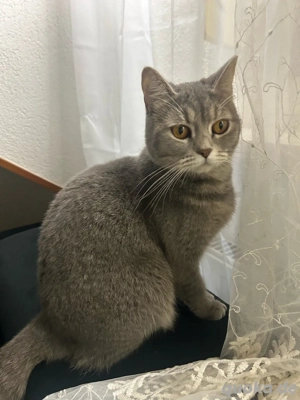 bhk in guten händen abzugeben