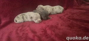 New Englische Bulldoggen 