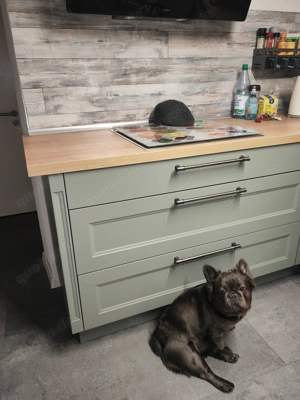 Französische Bulldogge fluffy 