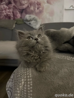 BLH Mädchen in Blue 