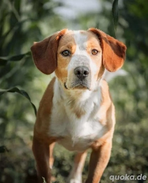 Micky - ist sensibel