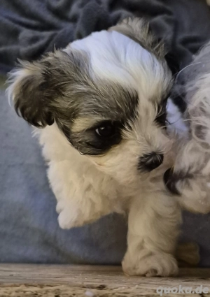 Bolanka  Pudel Welpen 