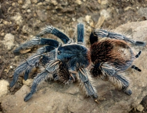 Vogelspinne Thrixopelma cyaneolum red Weibchen Abholung adult