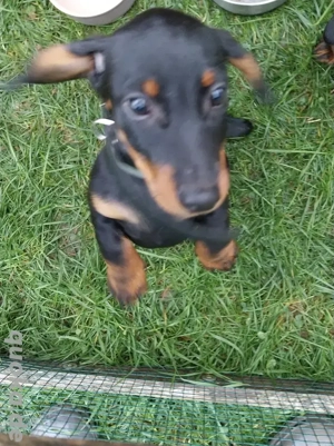 Dackel welpe Bild 4