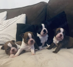 Wunderschöne Boston Terrier Welpen 