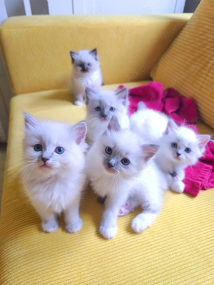 Ragdoll reinrassige Luxus Kätzchen mit Blaue Augen Neue Wurf abgabebereit ab 19.06.2026