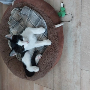 Niedliches Kätzchen  abzugeben 