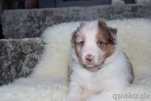 Australian Shepherd (Wunderhübsche Babys in Red)
