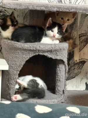 BKH Mix Kitten  Bild 3