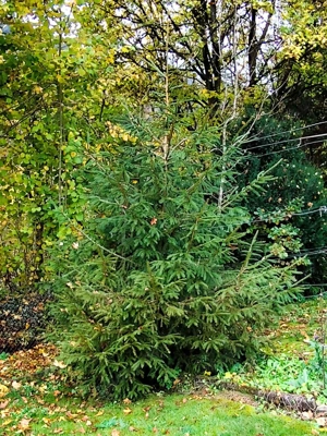 Weihnachtsbaum zum selbst schlagen - Nagold