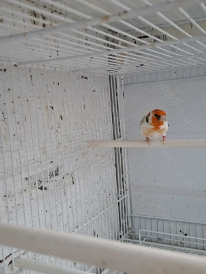 Major stieglitz eumo spalt satinet