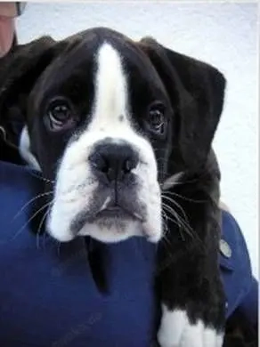 Suchen Schwarzen Boxer Mix Welpen 