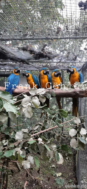 Gelbbrustara  Bild 3