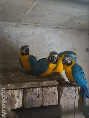 Gelbbrustara  Bild 2