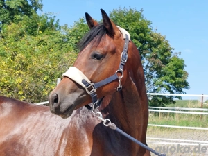 Dt.Pferd - 2jähriger Junghengst - Zoomaton x Quarterback 