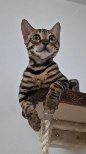 Bengal Reinrassige mit Stammbaum.  