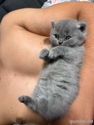 Suß Kitten BKH