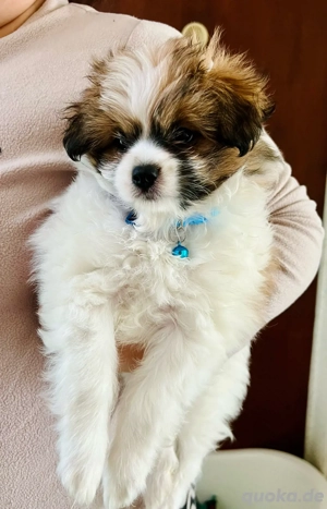 Malipom Welpen wie Maltipoo (Malteser& Pomeranian)