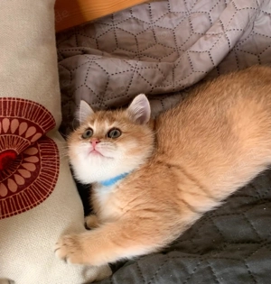 Reinrassige BKH-Kitten (black golden shaded & black golden tabby ticked) mit Stammbaum und Impfungen Bild 3