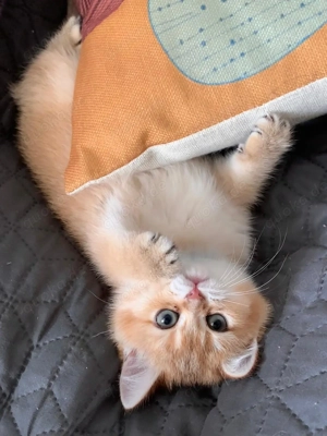 Reinrassige BKH-Kitten (black golden shaded & black golden tabby ticked) mit Stammbaum und Impfungen Bild 4