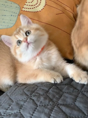 Reinrassige BKH-Kitten (black golden shaded & black golden tabby ticked) mit Stammbaum und Impfungen Bild 5