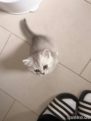 Wunderschöner grauer BKH-Kater   6 Wochen alt