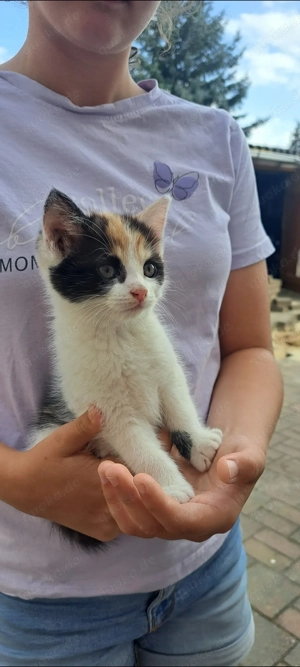 3 süße Hauskatzen, 3 Monate alt