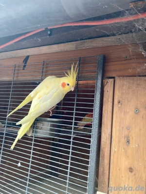 nymphensittiche lutino weiblich