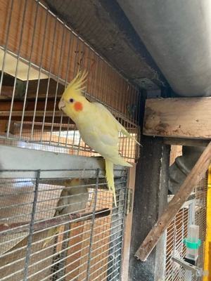 nymphensittiche weiblich