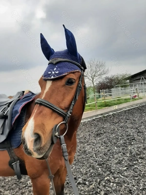 Pflegebeteiligung (mit Option auf Reitbeteiligung) für 15-jährigen Wallach gesucht 