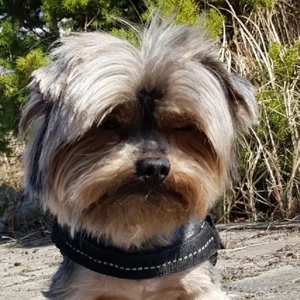 Suche Mini Yorkshire Rüden bis 1 Jahr