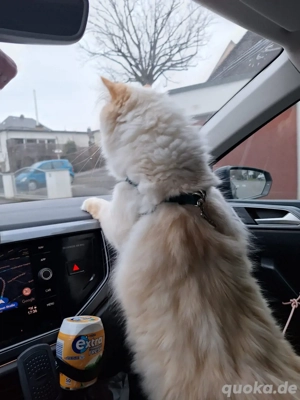 2 Katerbrüder abzugeben.