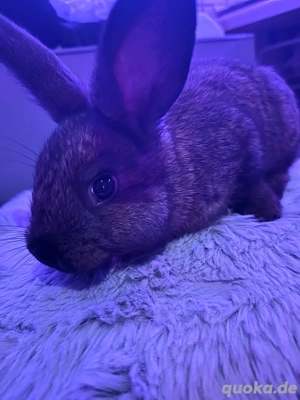 Junge Deutsche Riesen Mix Kaninchen | Handzahm