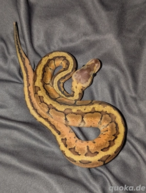 Königspythons NZ 7 25 und 8 25 