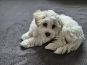 Wunderschöne reinrassige Malteserwelpen 