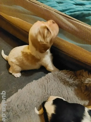 Cavalier king charles spaniel welpen