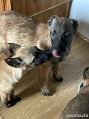 Malinois Welpen 14 Wochen alt