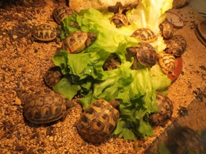 Griechische landschildkröten  NZ  2025