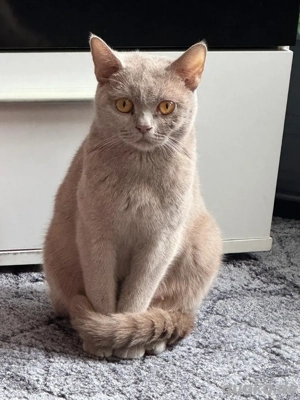 BKH Katze britisch kurzhaar Bild 3