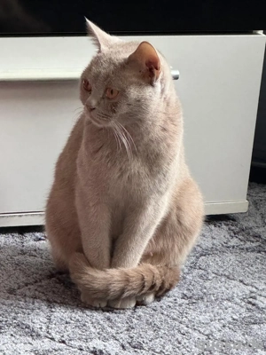 BKH Katze britisch kurzhaar Bild 2